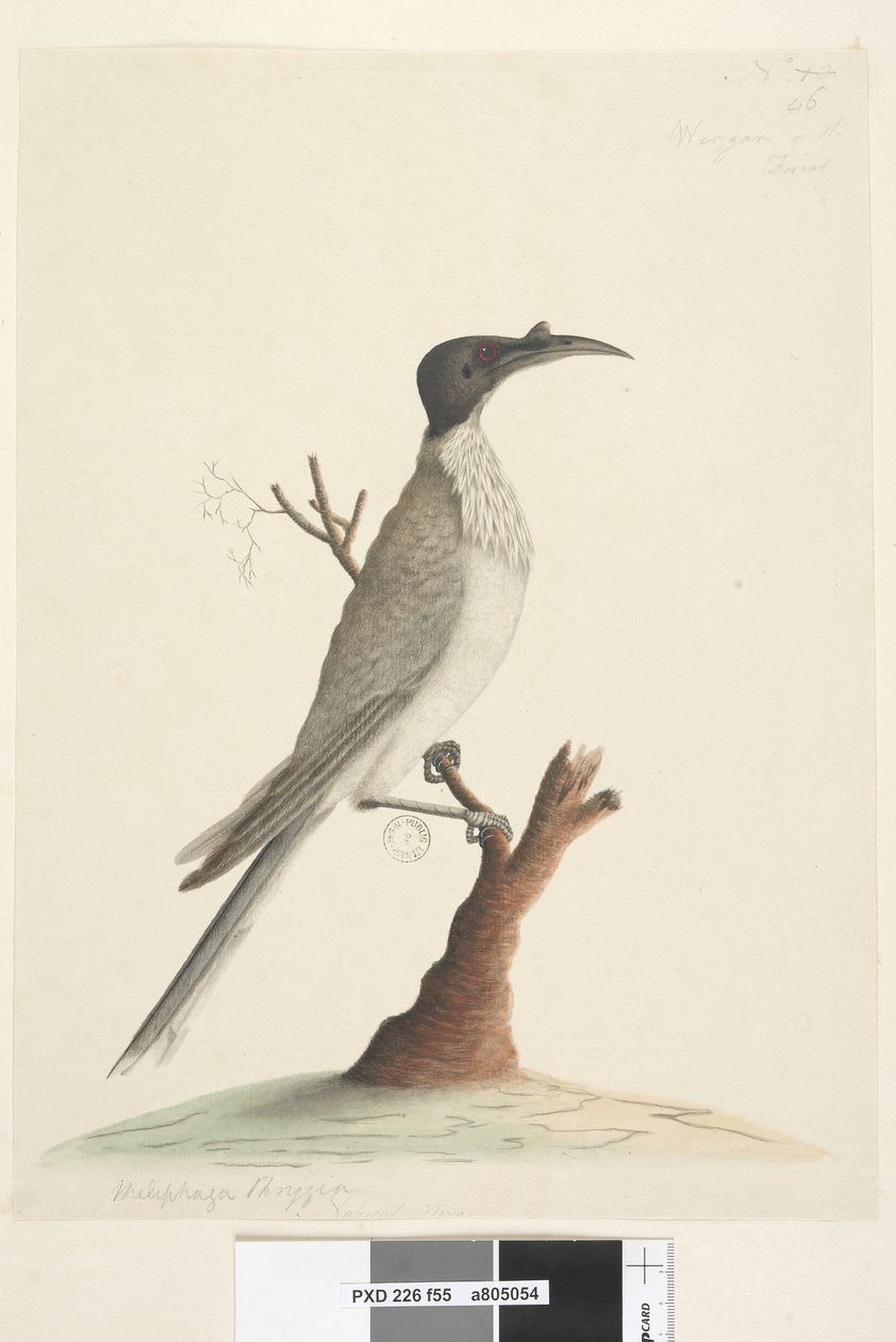 Página 55. Wer, gan ou o Frade. no canto inferior esquerdo em uma mão diferente Melifaga Frígia. no centro inferior em uma terceira mão Tamanho natural Noisy Friarbird Philemon corniculatus, 1791-92 de Unknown artist