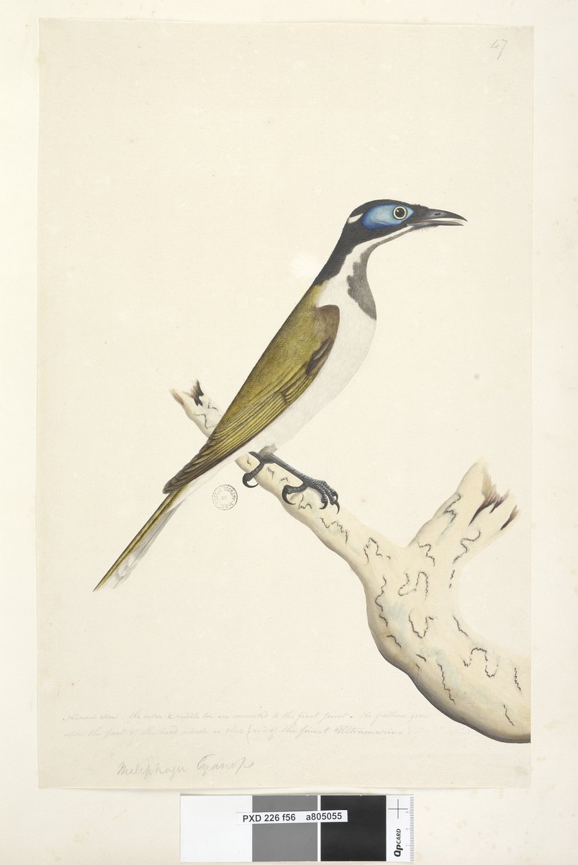Página 56. Melephahu Cyanops. acima do título em uma mão diferente Tamanho natural. O dedo médio e externo estão conectados à primeira articulação. Nenhuma pena cresce na parte da cabeça que é azul de Unknown artist