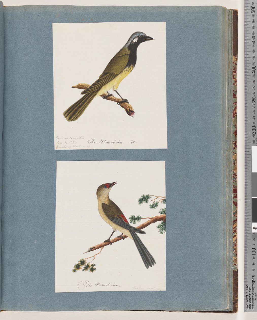 Página 56. Pássaro não identificado. Turdus leucotis. 57. Finch de sobrancelha vermelha. Turdus novo de Unknown artist