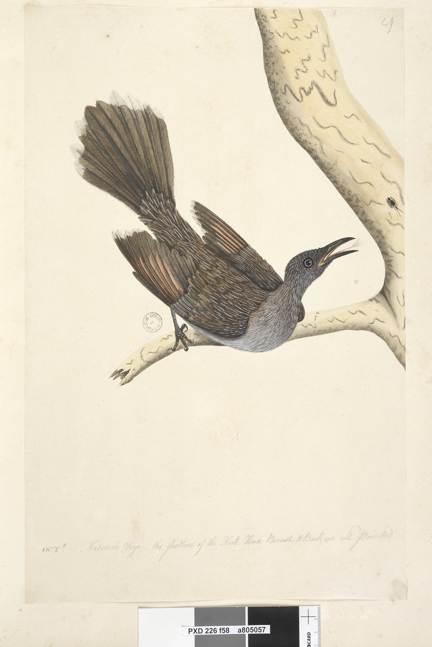 Página 58. Octr. Tamanho natural, as penas do pescoço, cabeça, peito e costas são todas pontiagudas Brush Wattle, Bird Anthochaera chrysoptera, 1791-92 de Unknown artist