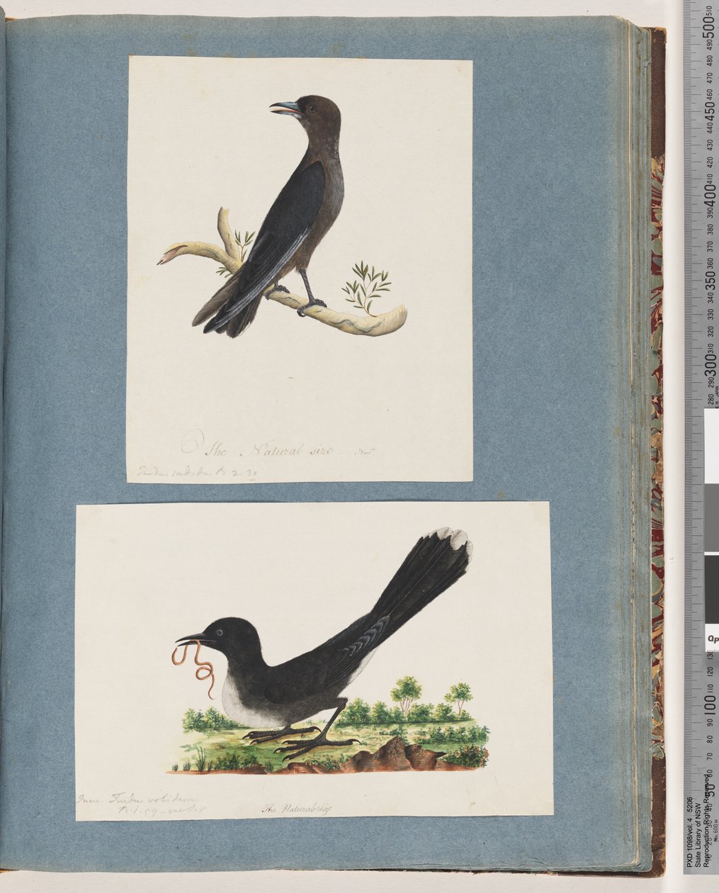 Página 58. Pássaro não identificado. Turdus. 59. Pássaro não identificado. Turdus de Unknown artist