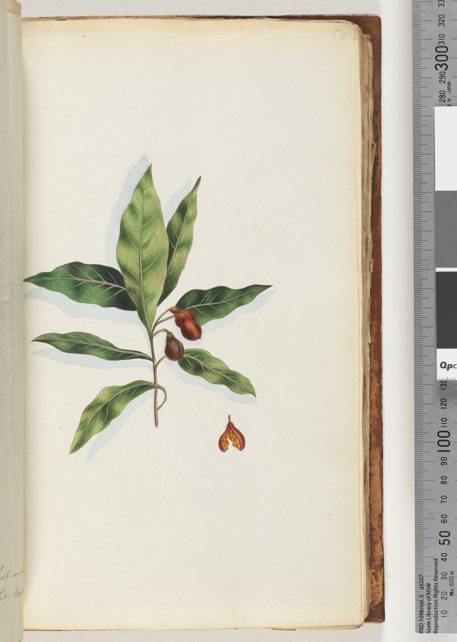 Página 58. Planta não identificada de Unknown artist
