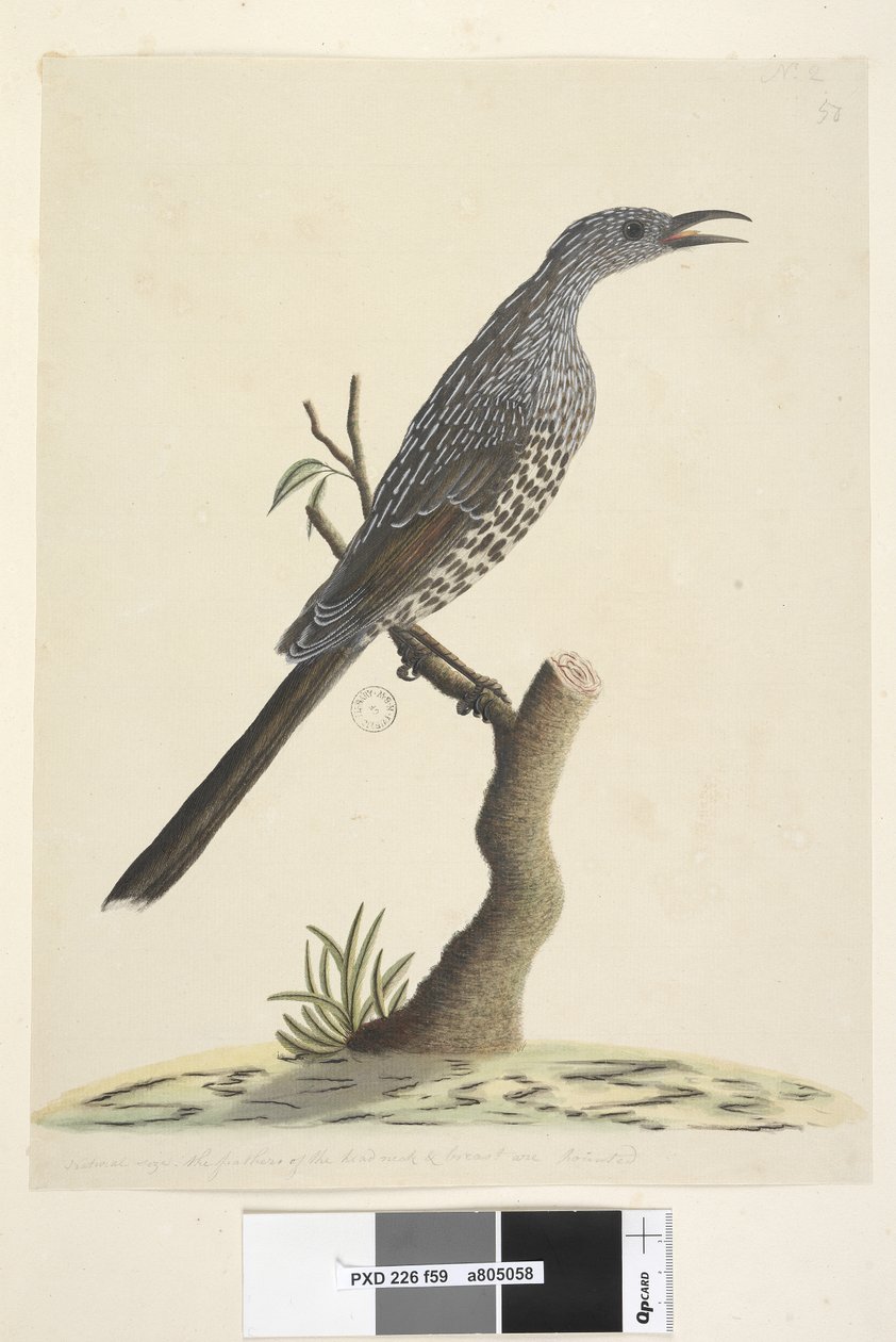 Página 59. Tamanho natural, as penas da cabeça, pescoço e peito são pontiagudas. Brush Wattle, Bird Anthochaera chrysoptera, 1791-92 de Unknown artist