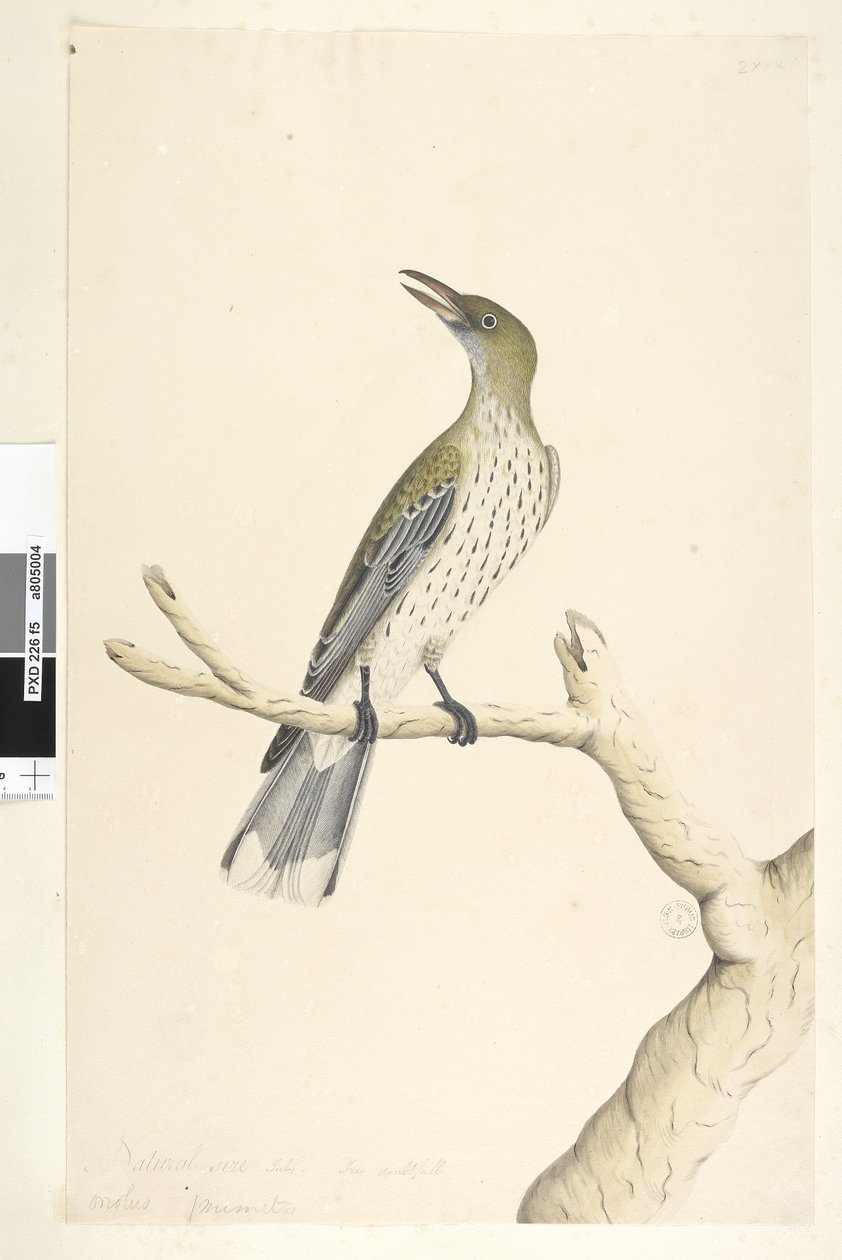 Página 5. Oriolus mimetis. título acima em mão diferente Tamanho natural. Julho, íris duvidosa Olive, Backed Oriole Oriolus sagittatus, 1791-92 de Unknown artist