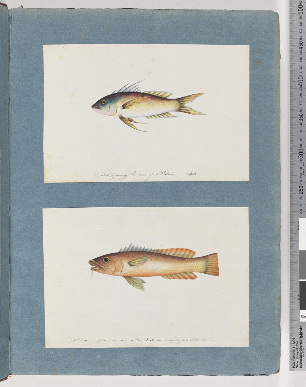 Página 5. Peixes não identificados 6. Peixes não identificados de Unknown artist