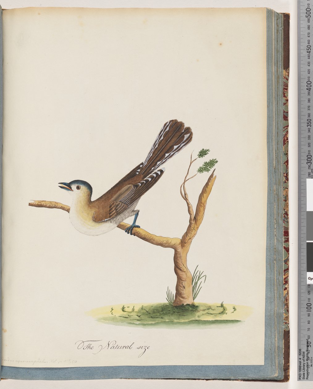 Página 60. Ave não identificada. Turdus cyanocephalus. Tordo-de-cabeça-azul de Unknown artist