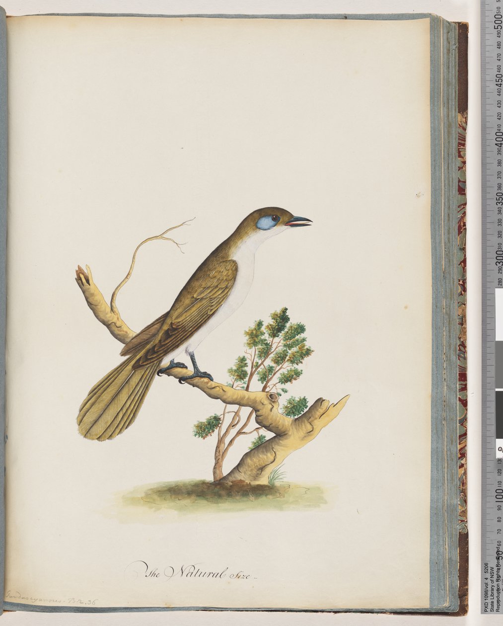 Página 61. Honeyeater de rosto azul. Turdus cyanoris. Tordo de bochechas azuis de Unknown artist