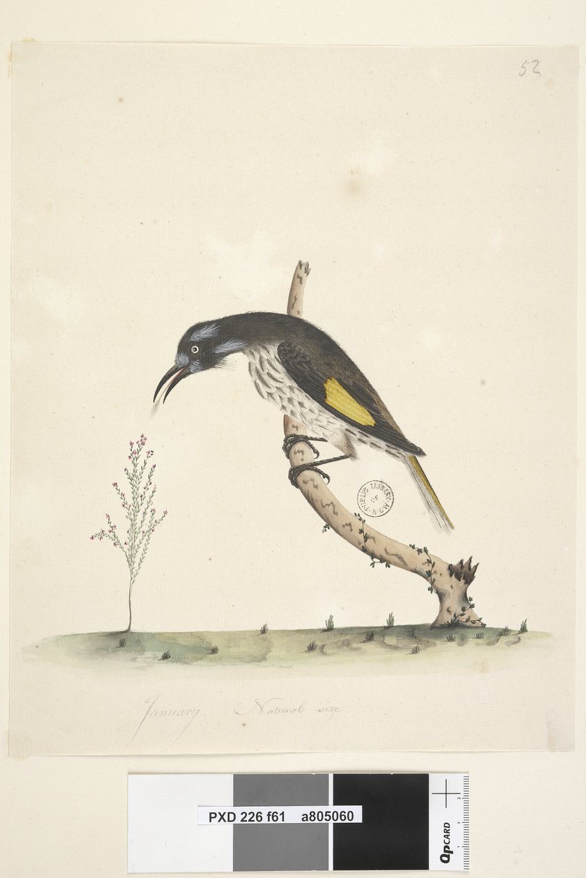 Página 61. Janeiro. Pica-pau-cinzento alado amarelo Meliornis novo tamanho natural, Holanda, 1791-92 de Unknown artist