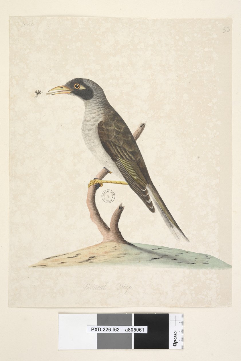 Página 62. Junho. Tamanho natural Noisy Miner Myzantha melanocephala, 1791-92 de Unknown artist