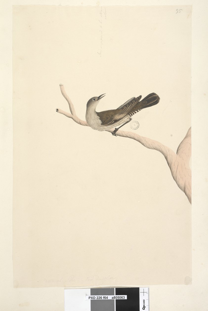 Página 64. Tamanho natural. Iris duvidosa. A íris supostamente era de cor palha. Árvore marrom, trepadeira Climacteris picumnus, 1791-92 de Unknown artist