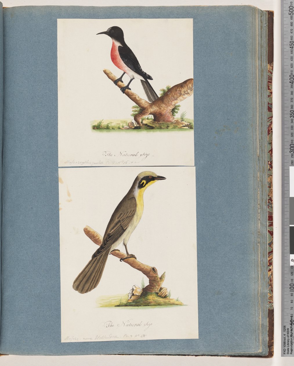 Página 64. Robin branco. Mosca Crythrogastra. 65. Nuthatch de tufos amarelos. New Holland Mnscicapa de Unknown artist