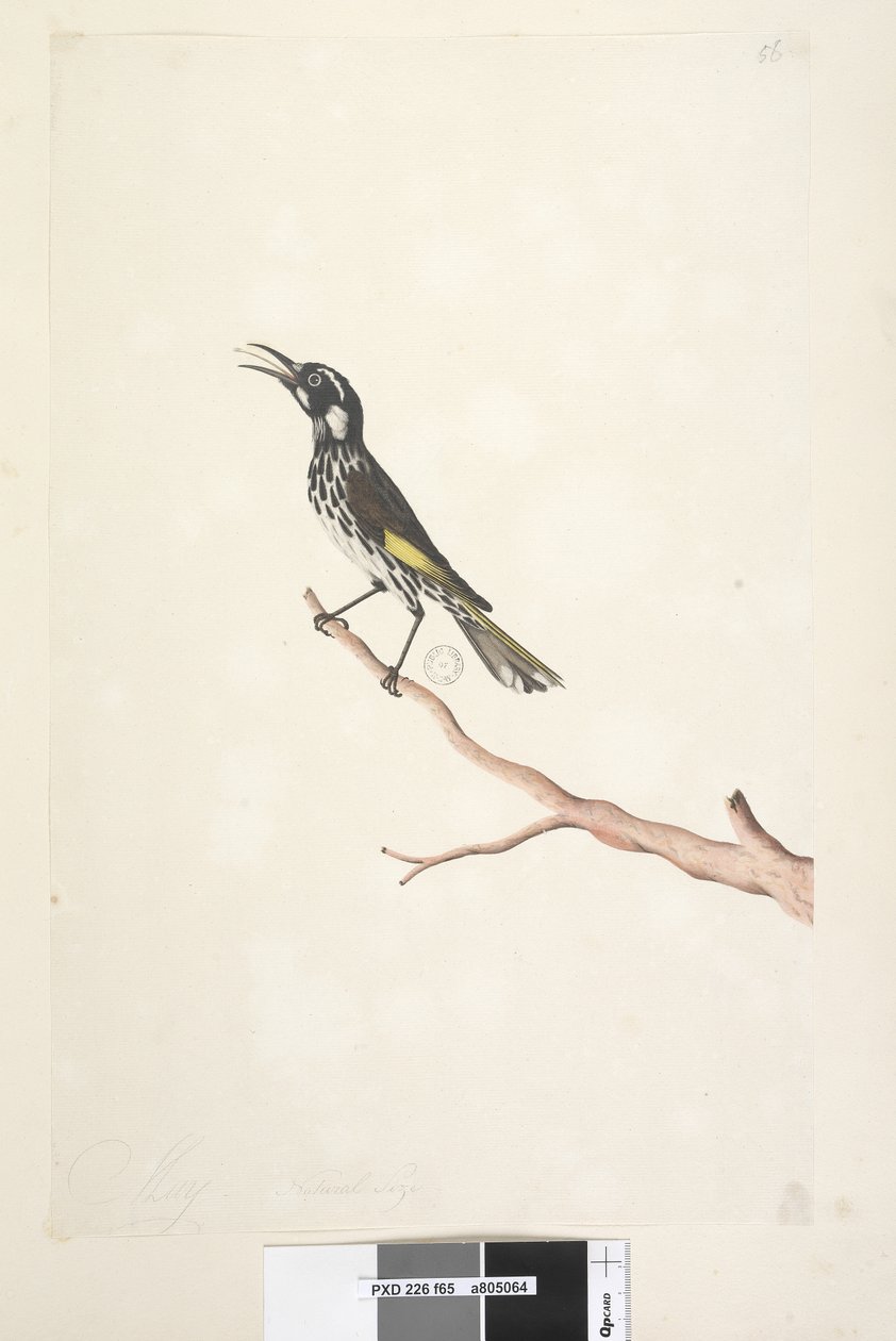 Página 65. Maio, tamanho natural Yellow Winged Nuthatch Meliornis novo, Holanda, 1791-92 de Unknown artist