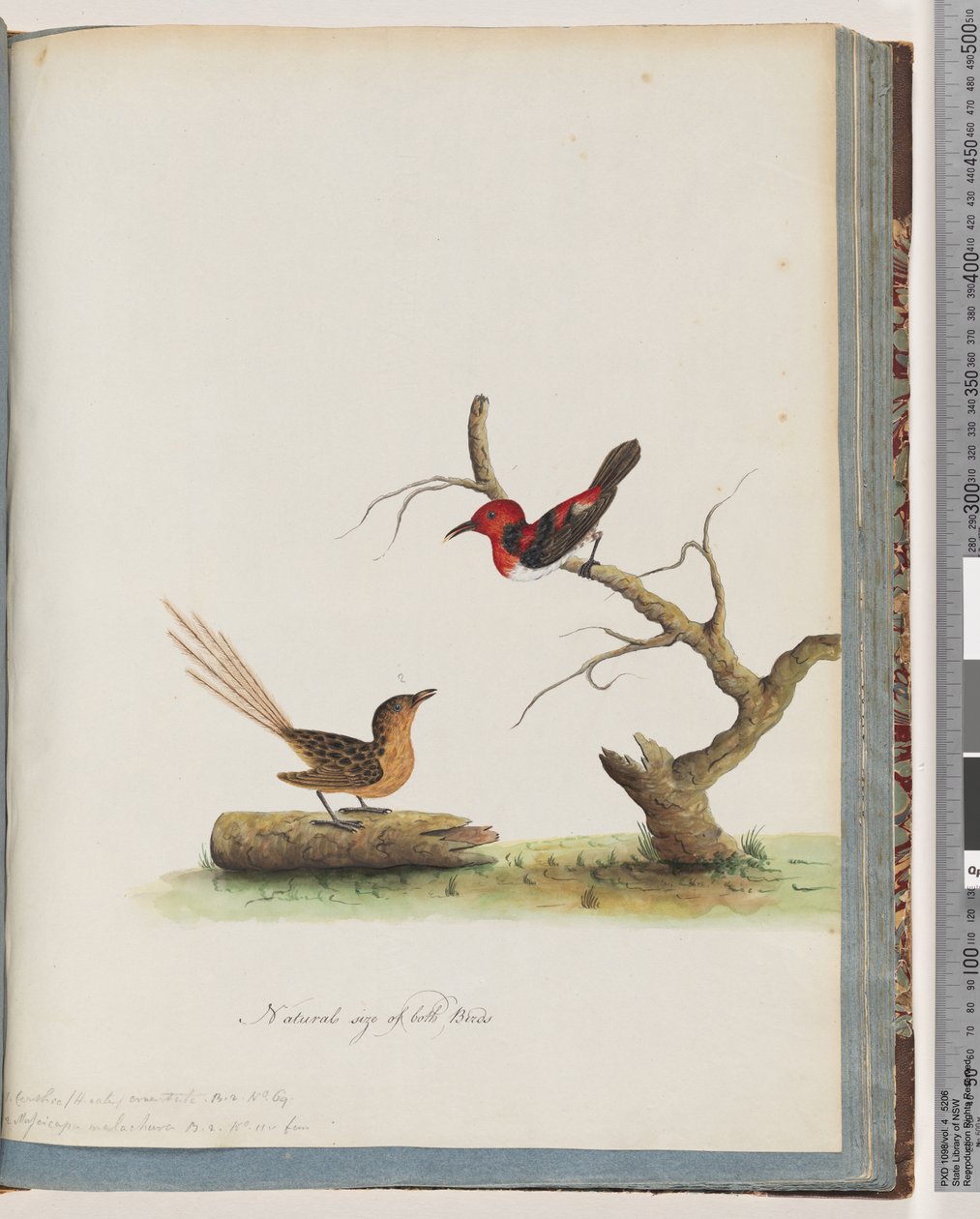 Página 66. 1. Scarlet Honeyeater. Certhia - Honeyeater - orientale. 2. Pássaro não identificado. Muscicapa malachura de Unknown artist