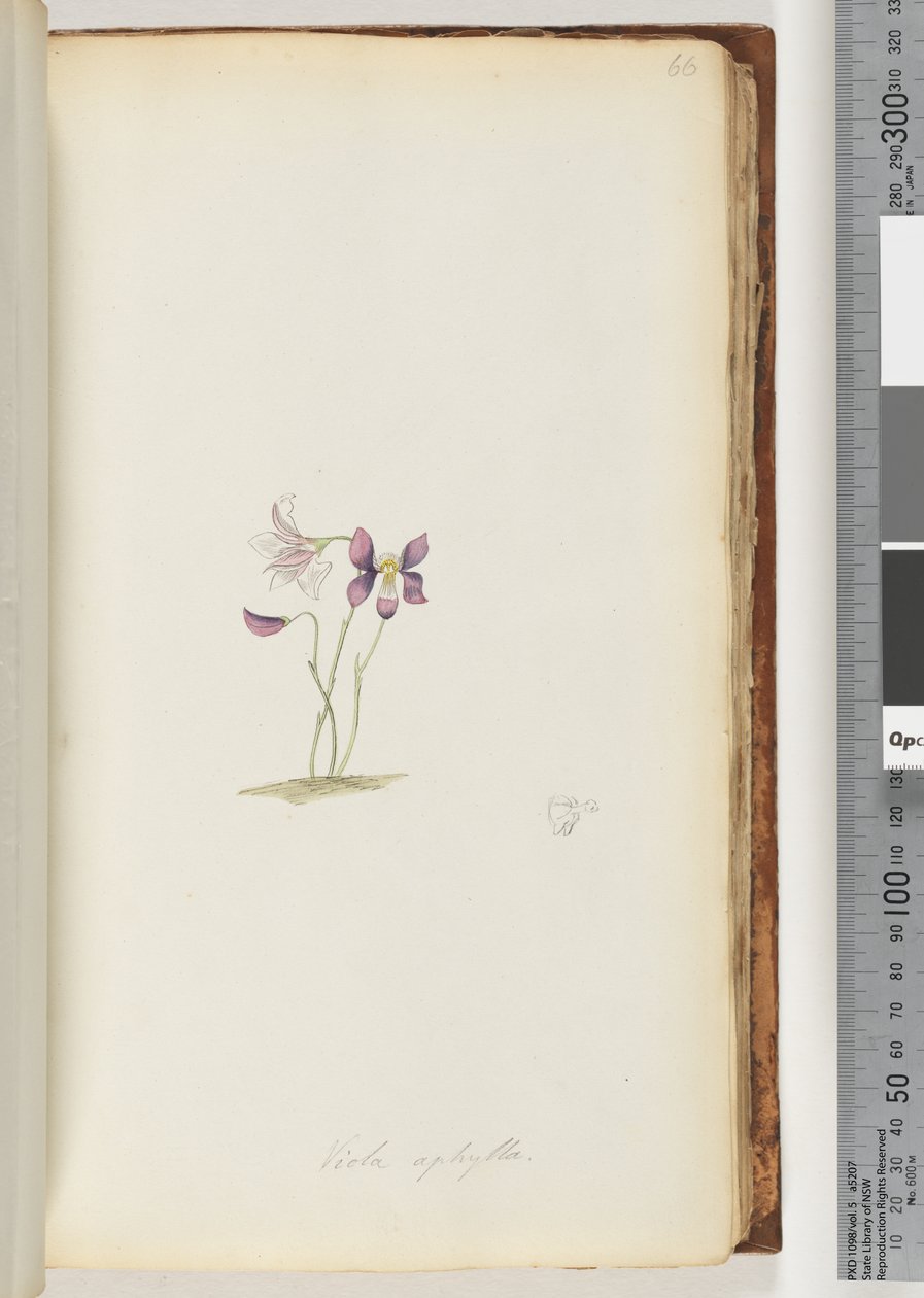 Página 66. Viola aphylla - Violeta Selvagem de Unknown artist