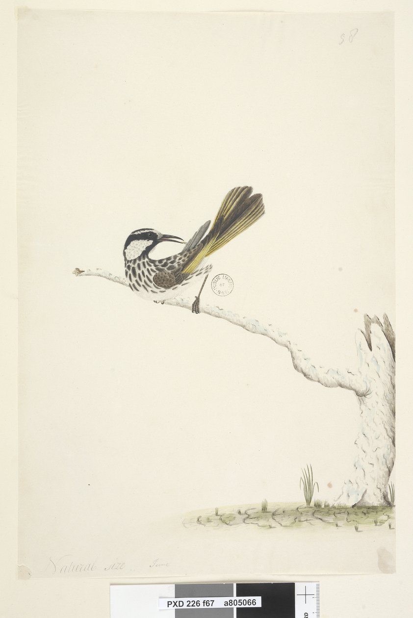 Página 67. Tamanho natural, June White, Cheeked Honeyeater Phylidonyris nigra, 1791-92 de Unknown artist