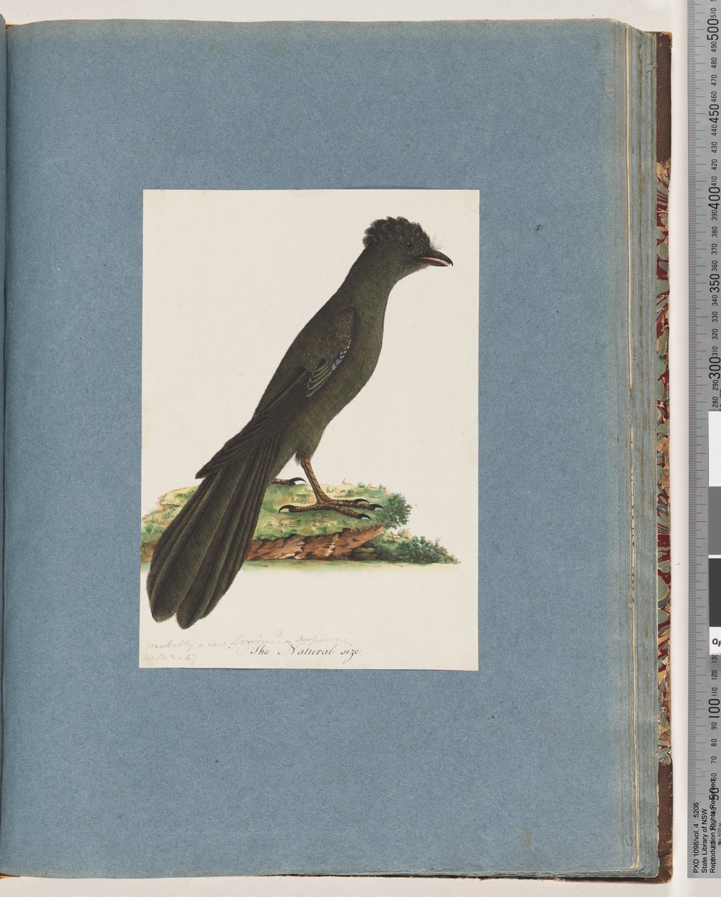 Página 67. Pássaro não identificado. Possivelmente um novo Lanius ou Muscicapa de Unknown artist