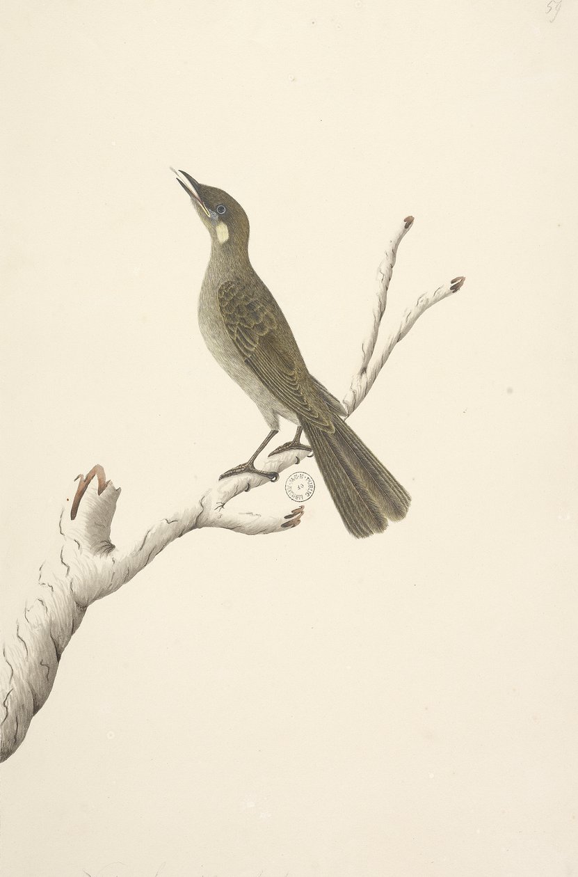 Página 68. Tamanho natural, August Lewin Honeyeater Meliphaga Lewinii, 1791-92 de Unknown artist