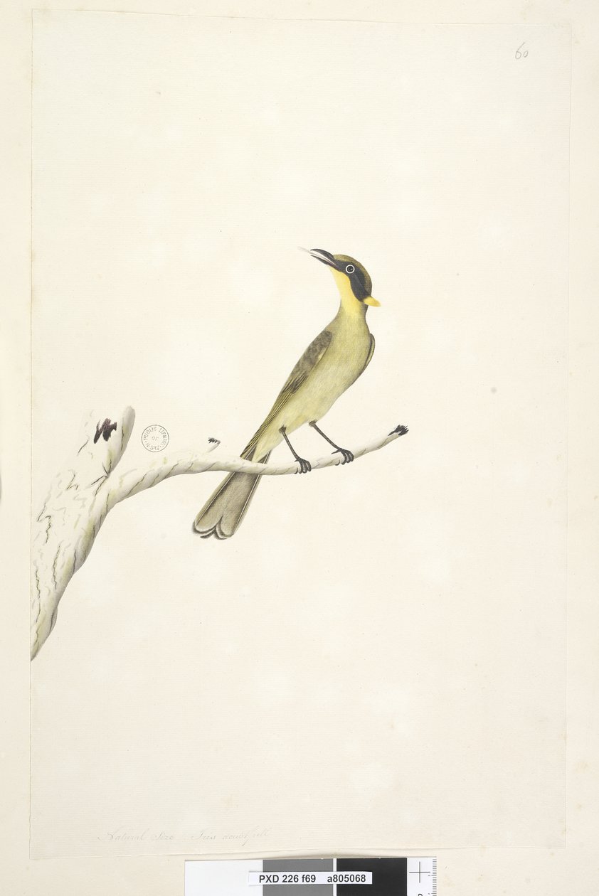 Página 69. Tamanho natural. Íris duvidosa amarela, comedor de mel tufado Lichenostomus melanops, 1791-92 de Unknown artist
