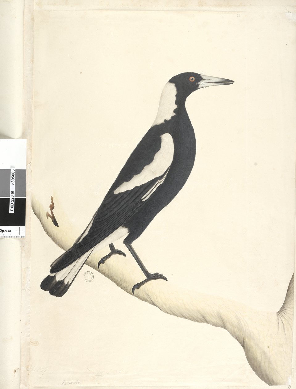 Página 6. Barita. acima do título na mão diferente de maio. Tamanho natural Preto, pega com costas Gymnorhina tibicen, 1791-92 de Unknown artist