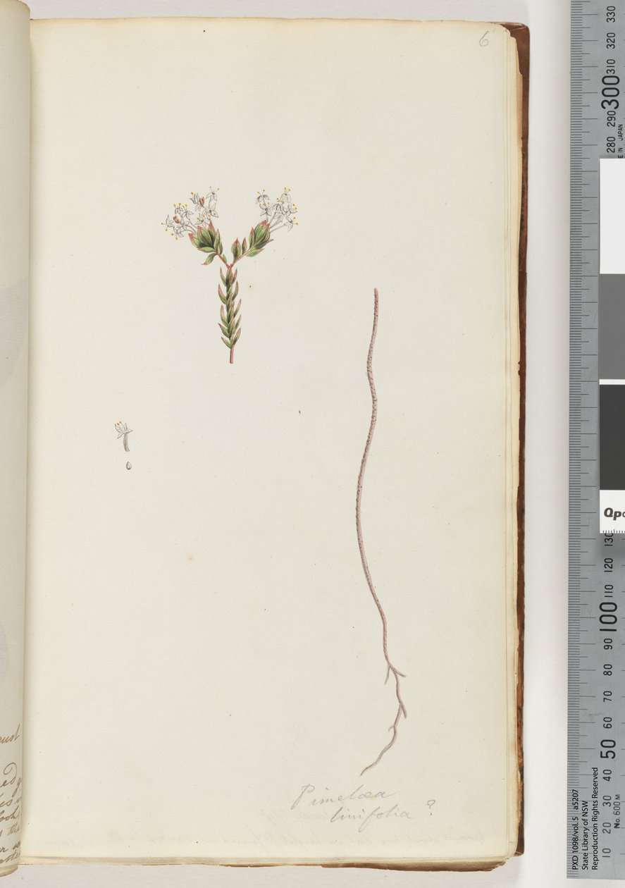 Página 6. Pimeloea linfolia de Unknown artist