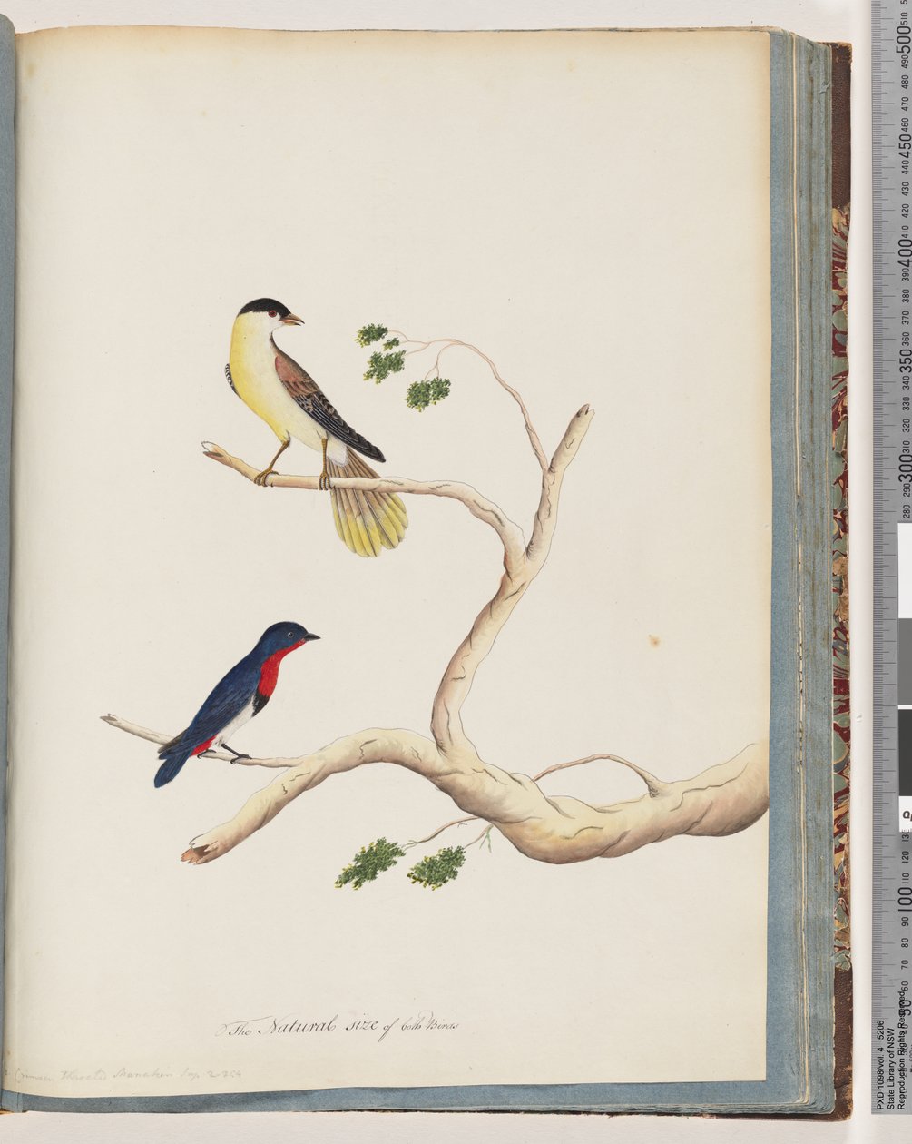 Página 70. 1. Ave não identificada. Bonnet Warbler de Unknown artist