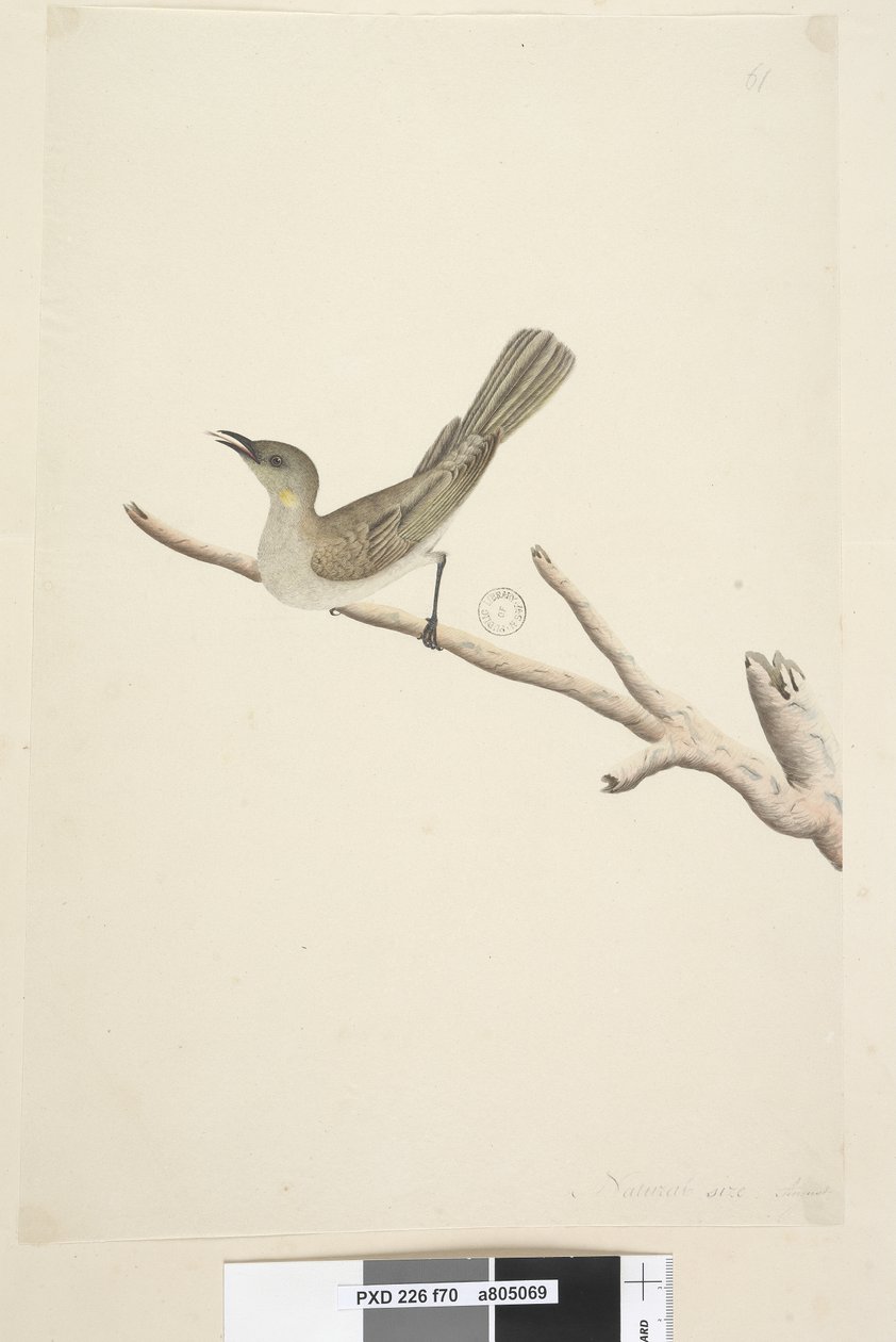 Página 70. Tamanho natural. August Fuscous Honeyeater Lichenostomus fuscus, 1791-92 de Unknown artist