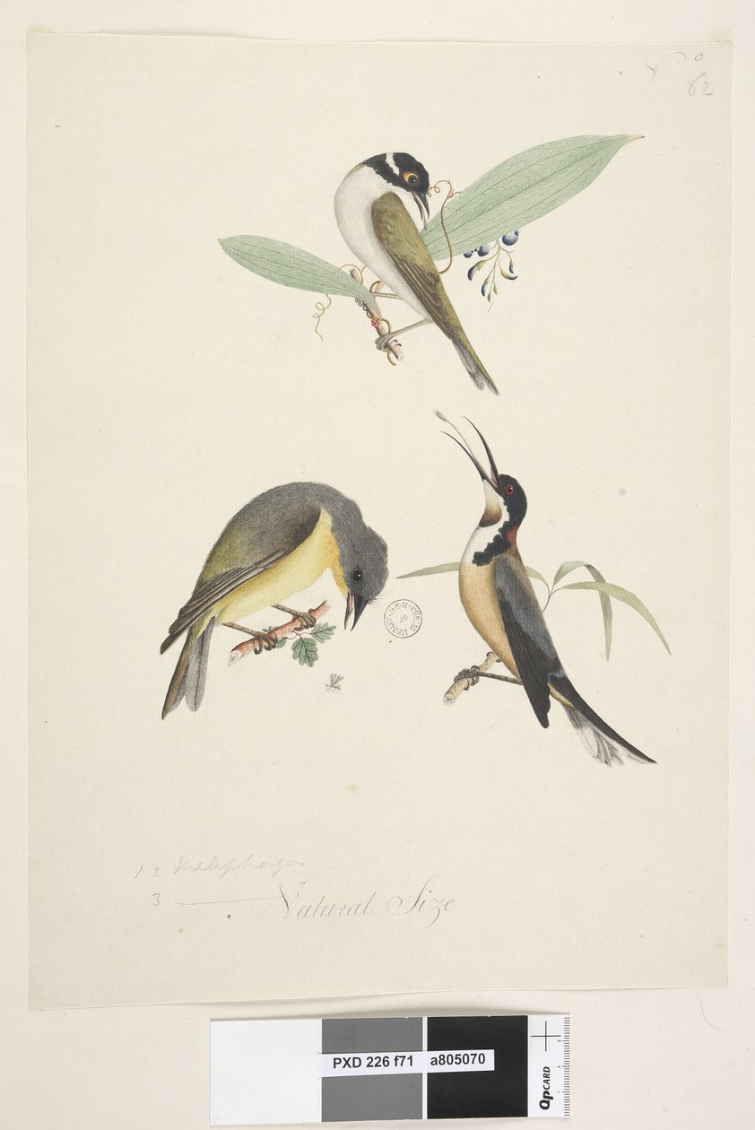 Página 71. 1, 2. Meliphaga. 3., no centro inferior em tamanho natural diferente. Três pássaros são mostrados: 1. White, Naped Honeyeater de Unknown artist