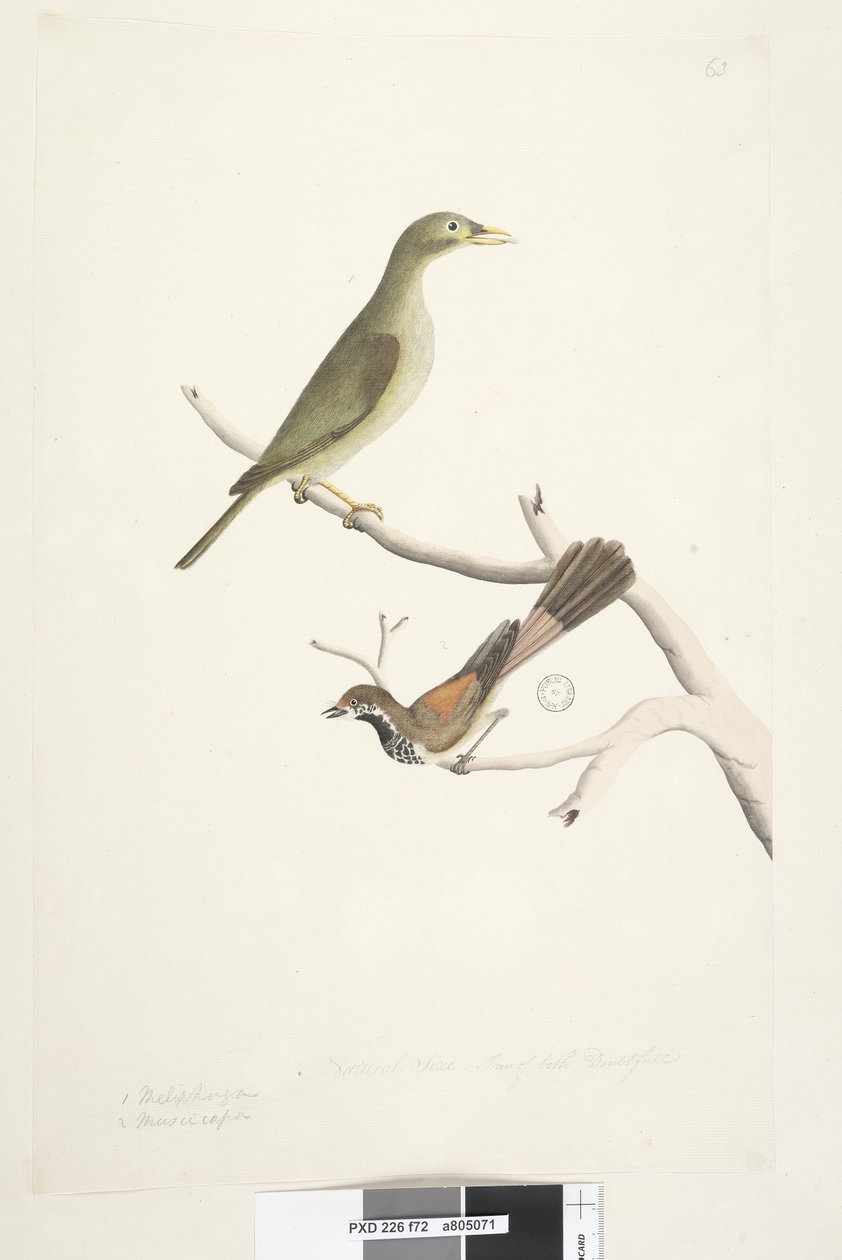 Página 72. 1. Meliphaga. 2. Muscicapa. Tamanho natural. Iris de ambos duvidosos. Bell Miner Manorina melanophrys e Rhipidura rufifrons, 1791-92 de Unknown artist