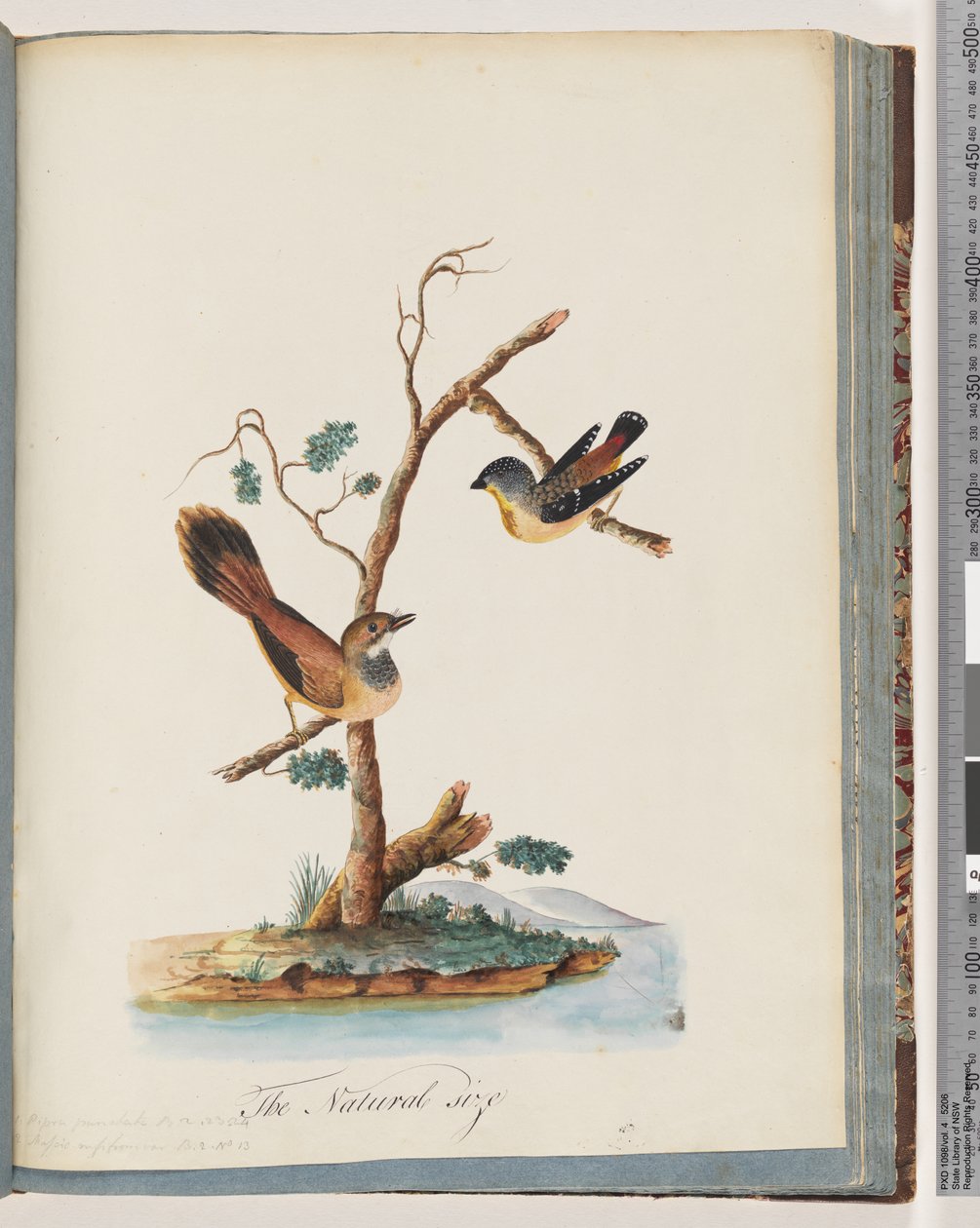 Página 72. 1. Pardalote manchado. Pipra punctata 2. Pássaro não identificado. Muscicapa rufifrom de Unknown artist