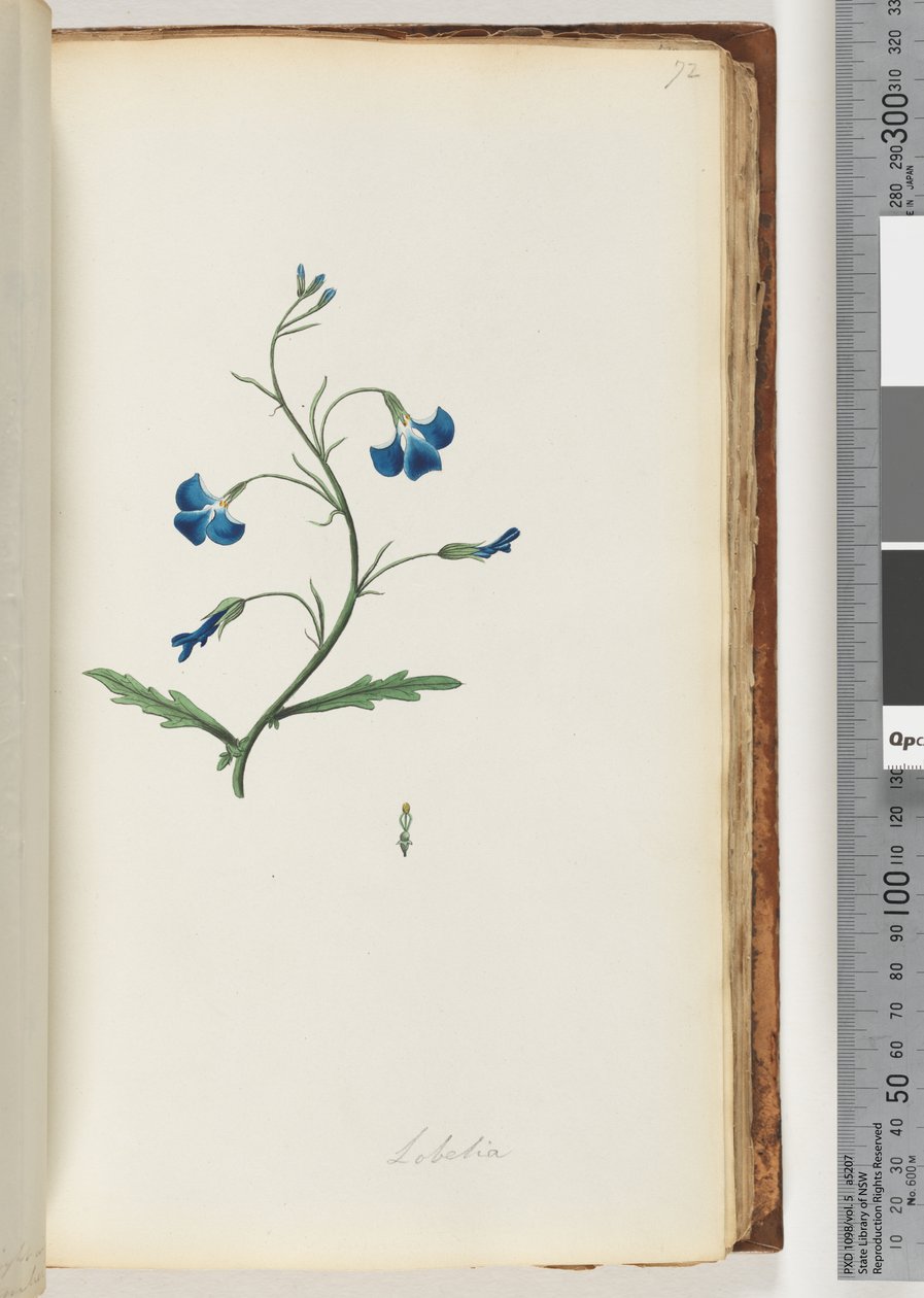 Página 72. Lobelia de Unknown artist