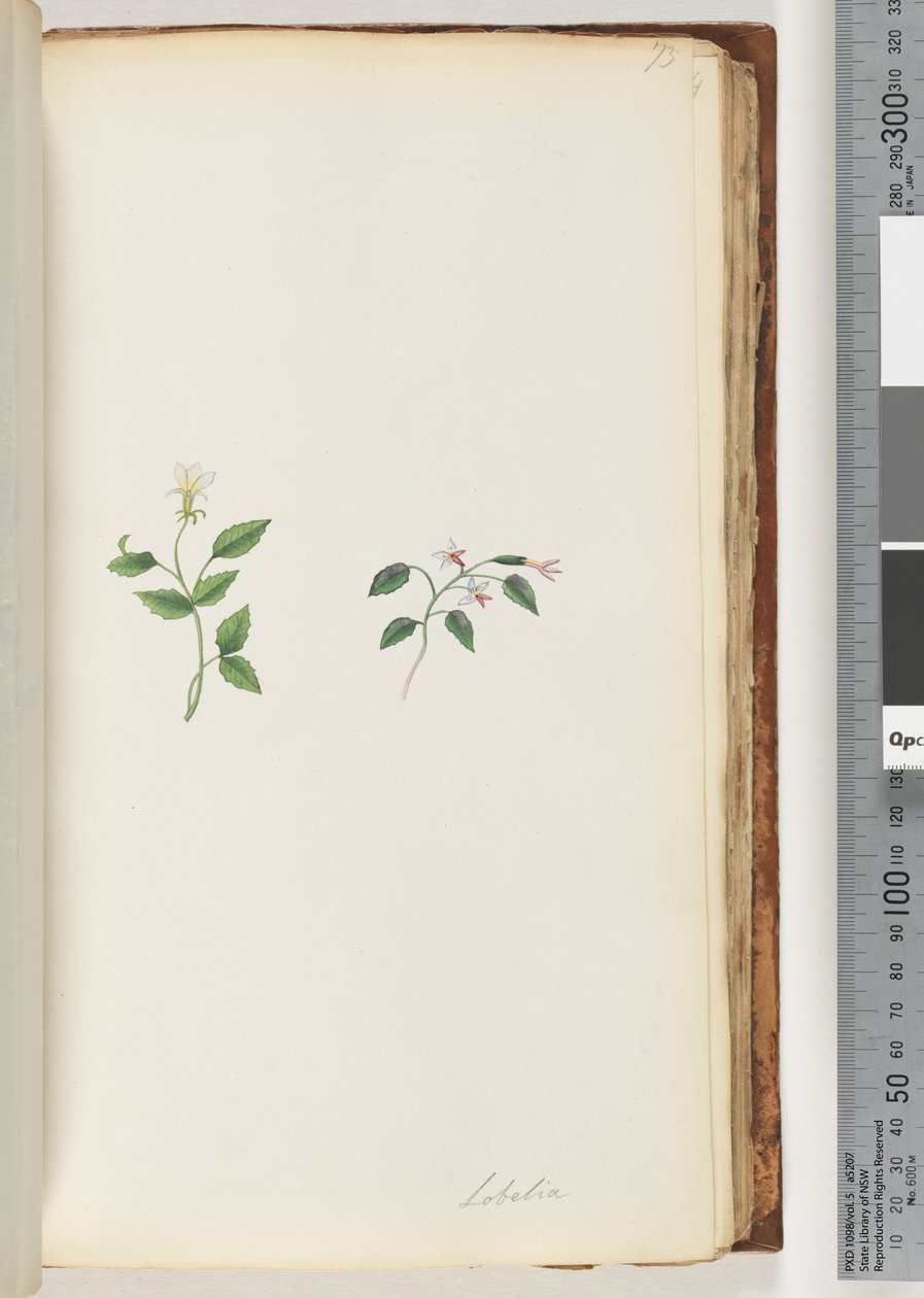 Página 73. Lobelia de Unknown artist