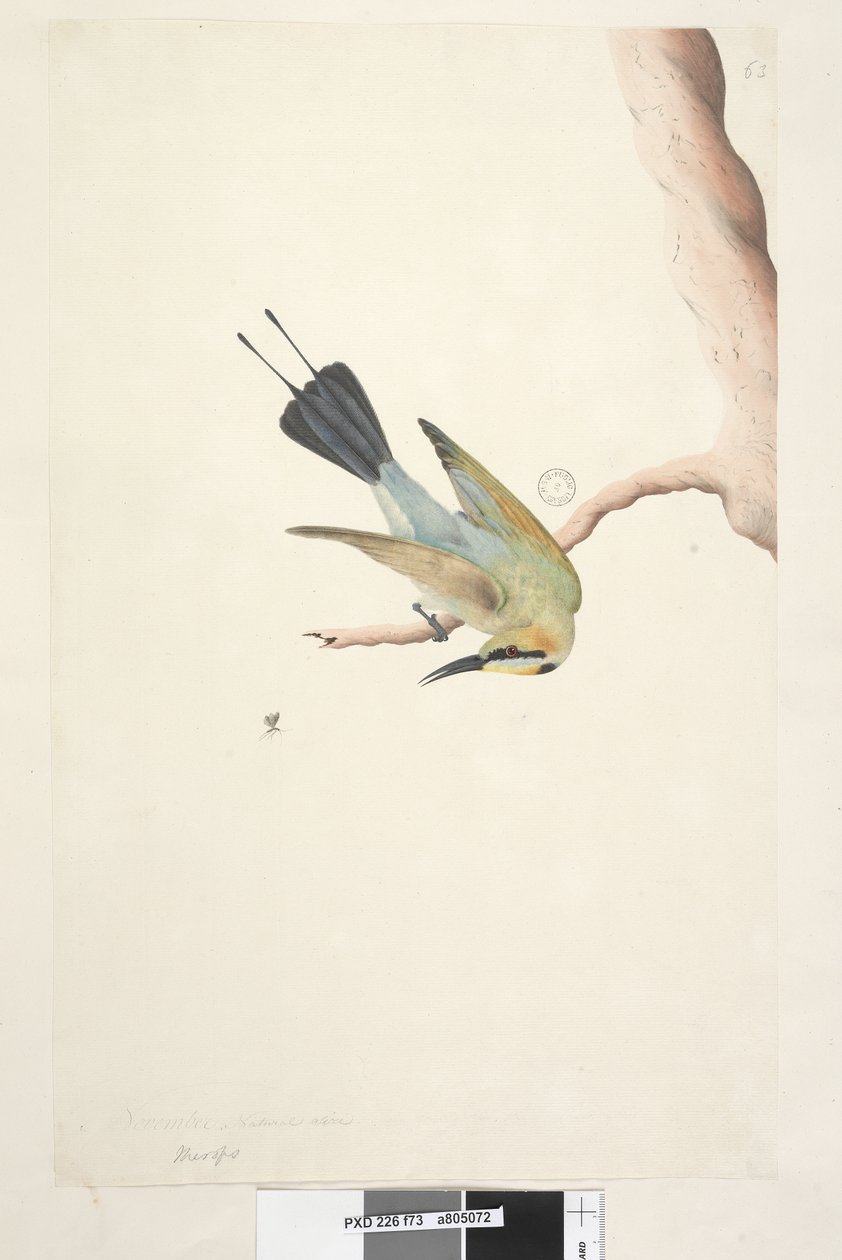 Página 73. Merops. acima do título na mão diferente de novembro. Pássaro do arco-íris Merops ornatus de tamanho natural, 1791-92 de Unknown artist