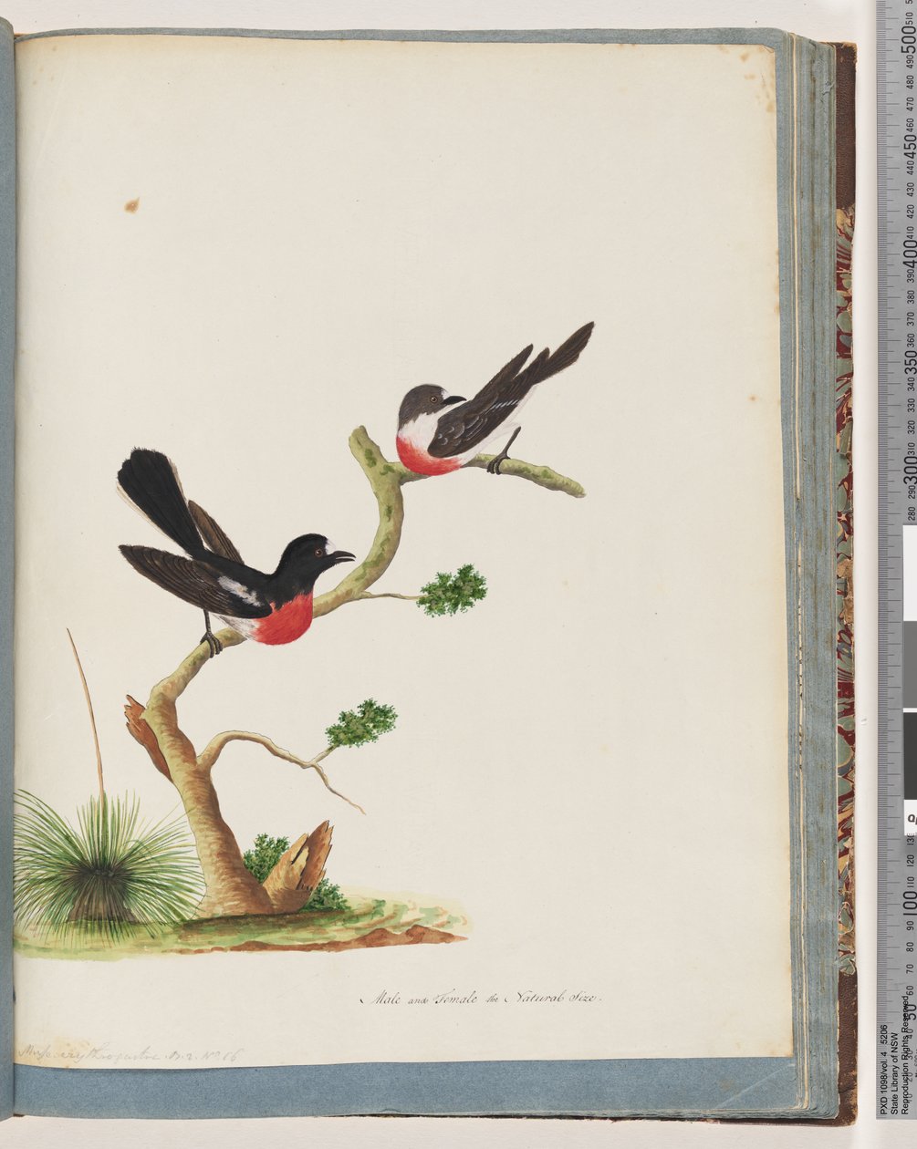 Página 73. Scarlet Robins de Unknown artist