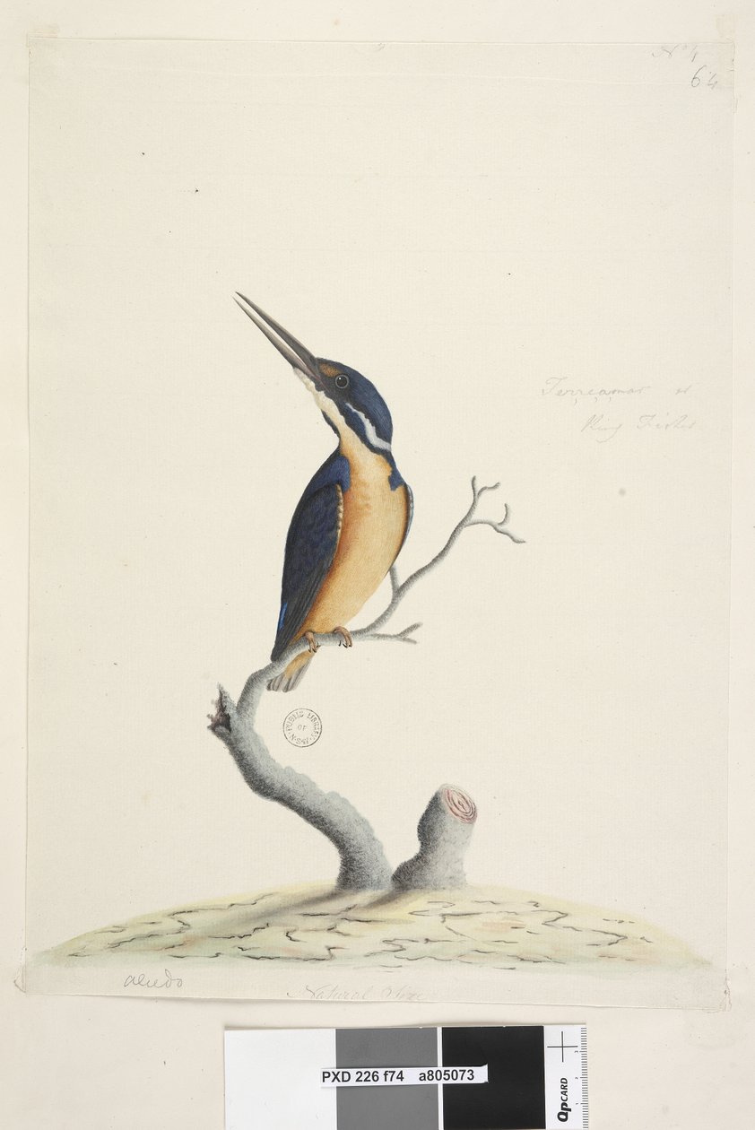 Página 74. Ter, re, a, mar ou King Fisher. no canto inferior esquerdo em Alcedo mão diferente. no centro inferior na terceira mão Tamanho natural Azure Kingfisher Alyone azurea, 1791-92 de Unknown artist