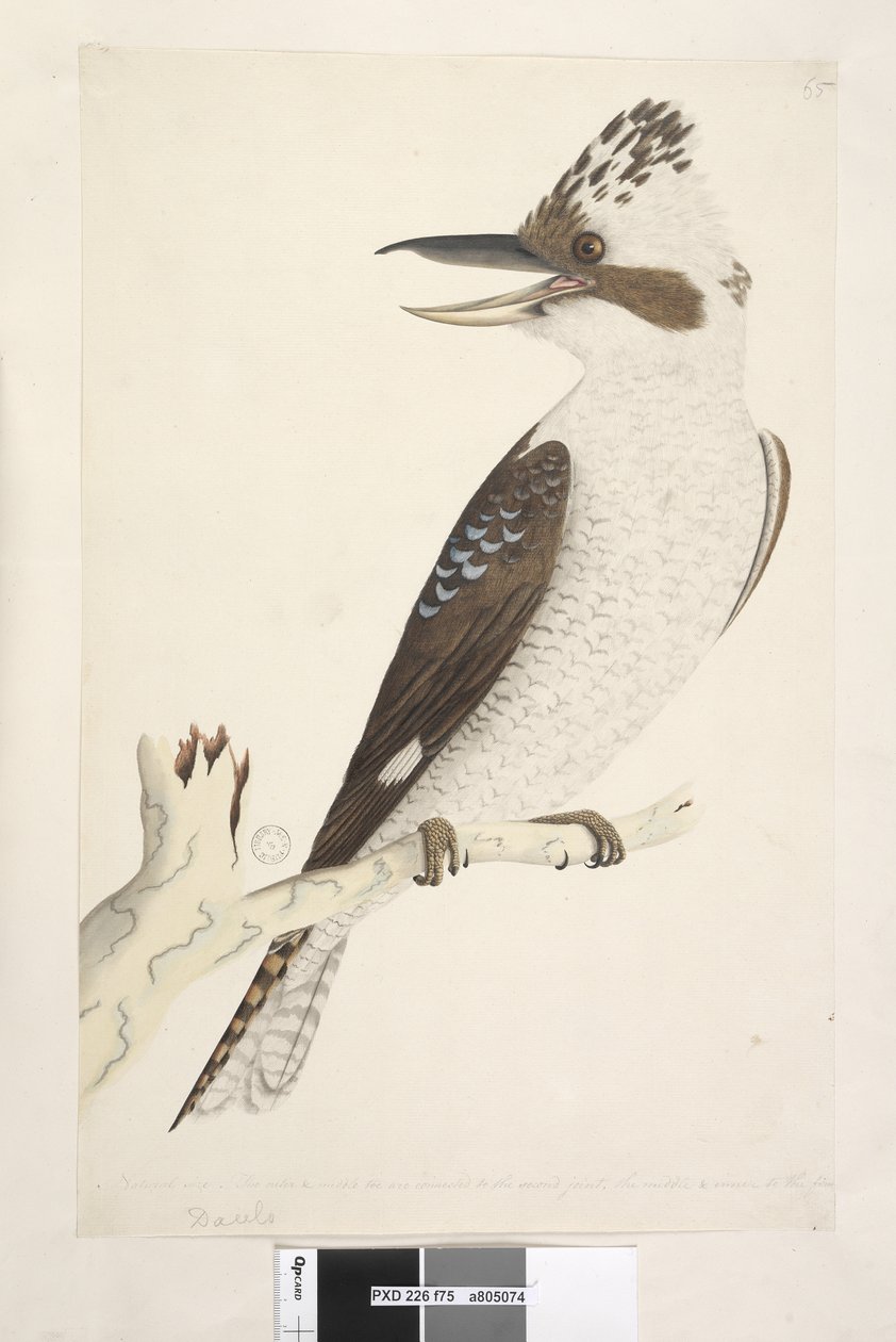 Página 75. Dacelo. ao longo da borda inferior em tamanho natural diferente. Os dedos externo e médio estão conectados à segunda articulação, o médio e o interno à primeira. Laughing Jackass Dacelo gigas, 1791-92 de Unknown artist