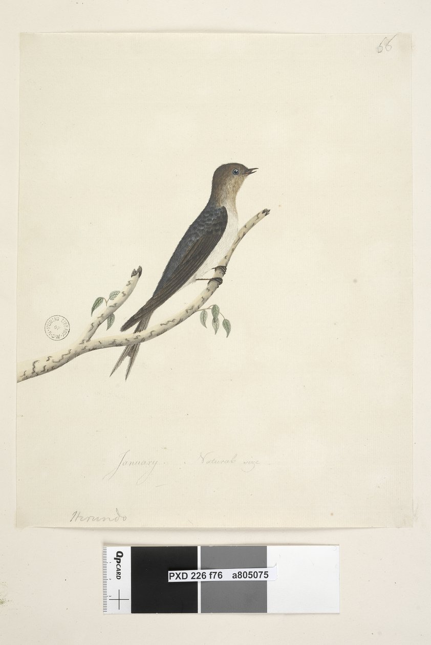Página 76. Hirundo. no centro inferior em mão diferente Janeiro Tamanho natural Bem-vindo Andorinha Hirundo neoxena, 1791-92 de Unknown artist