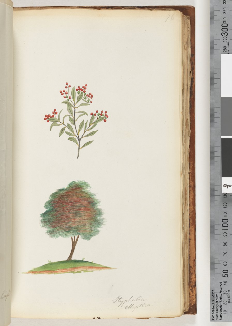 Página 76. Styphelia elliptica - Tree Broom Heath de Unknown artist