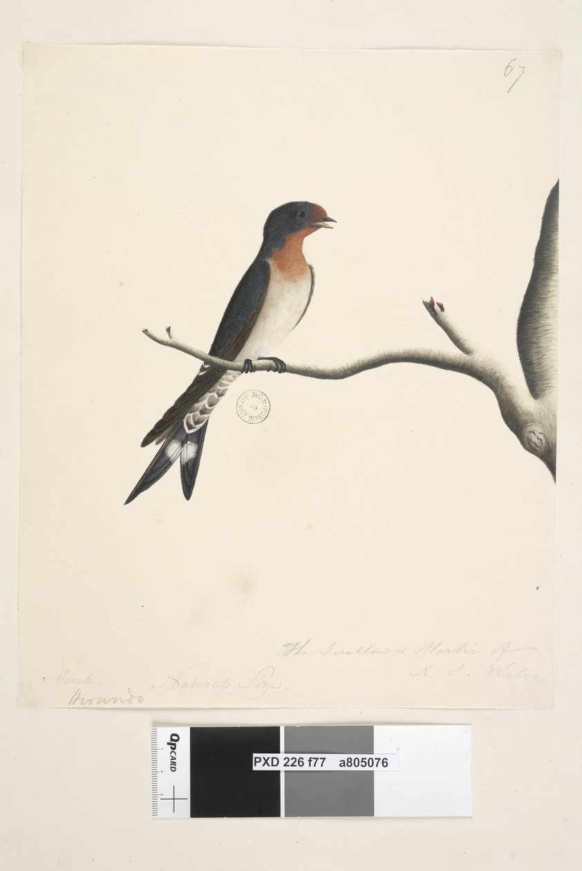 Página 77. Hirundo. título acima em março de mão diferente. Tamanho natural. na parte inferior direita em terceira mão The Swallow ou Martin de NS Wales. Bem-vindo Andorinha Hirundo neoxena, 1791-92 de Unknown artist