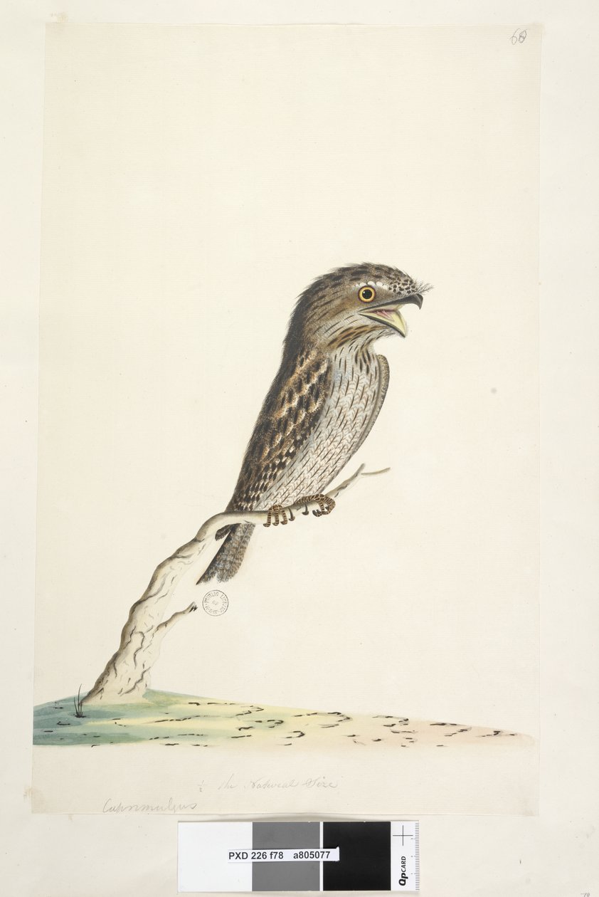 Página 78. Caprimulgus. no centro inferior, em outra mão 1-2 do tamanho natural Tawny Frogmouth Podargus strigoides, 1791-92 de Unknown artist