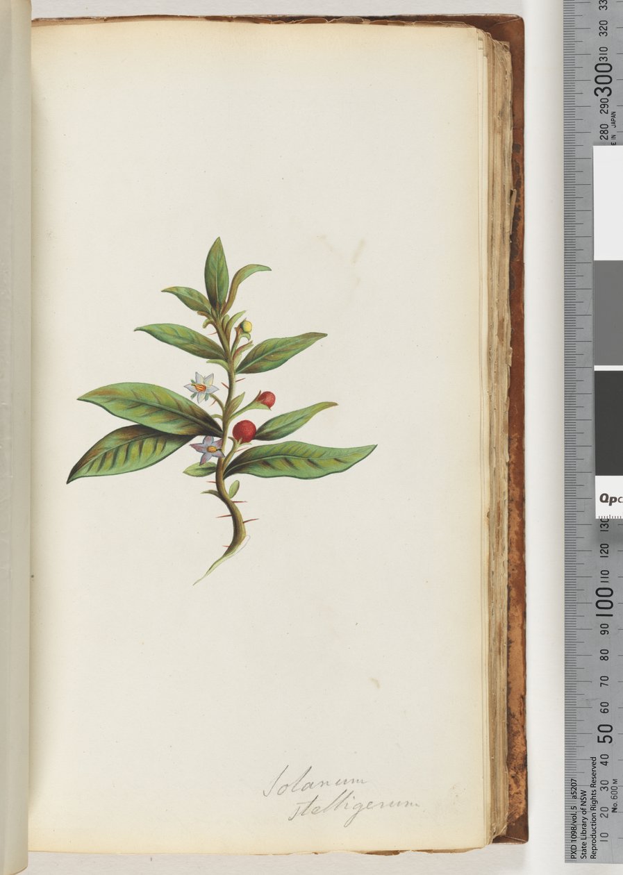 Página 78a. Solanum stelligerum - Star Nightshade de Unknown artist