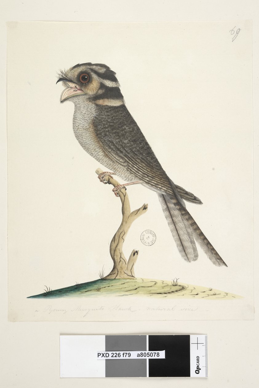 Página 79. Um jovem gavião-almiscarado, tamanho natural Owlet Nightjar Aegotheles cristatus, 1791-92 de Unknown artist