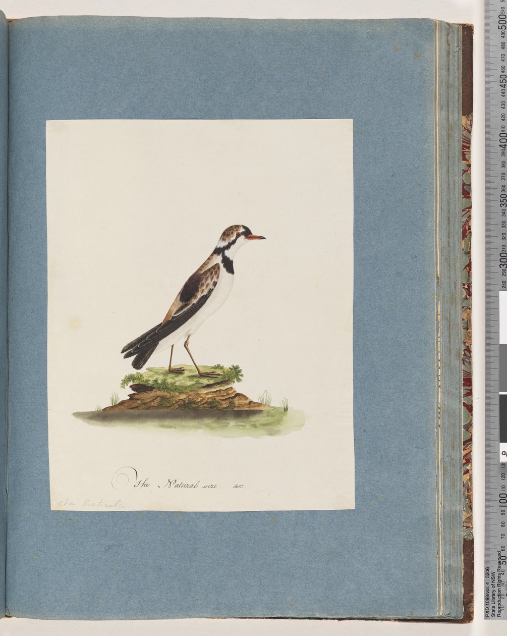 Página 79. Dotterel com a frente preta. Charadrius Hiaticula de Unknown artist