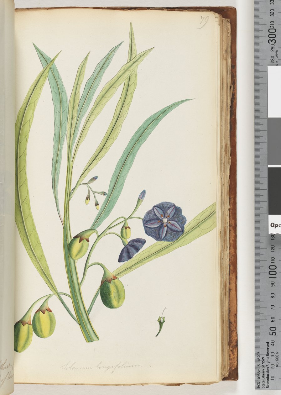 Página 79. Solanum longifolium de Unknown artist