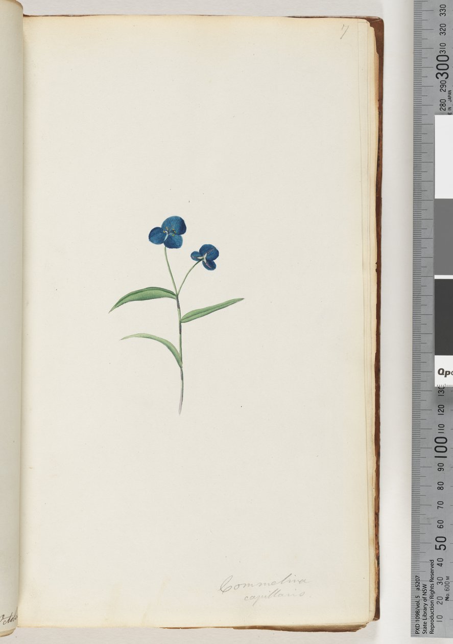 Página 7. Commelina capillaris de Unknown artist