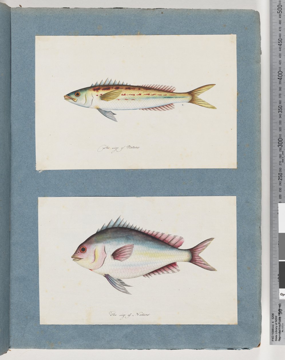 Página 7. Peixes não identificados. 8. Peixes não identificados de Unknown artist