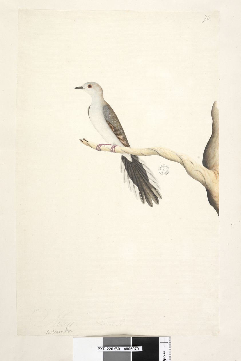 Página 80. Columba. acima do título na mão diferente de maio. Tamanho natural Diamond Dove Geopelia cuneata, 1791-92 de Unknown artist