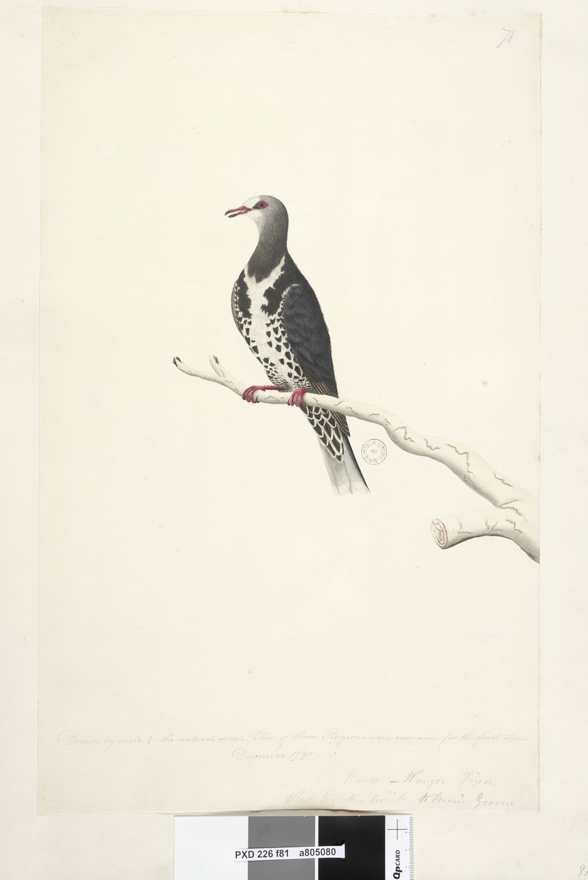Página 81. Wunga, Wungee Pigeon. Desenhado pela escala de 1-2 do tamanho natural. Dois desses Pidgeons foram vistos agora pela primeira vez em dezembro de 1791 .... semelhante a ... Wonga Pigeon Leucosarcia melanoleuca, 1791-92 de Unknown artist