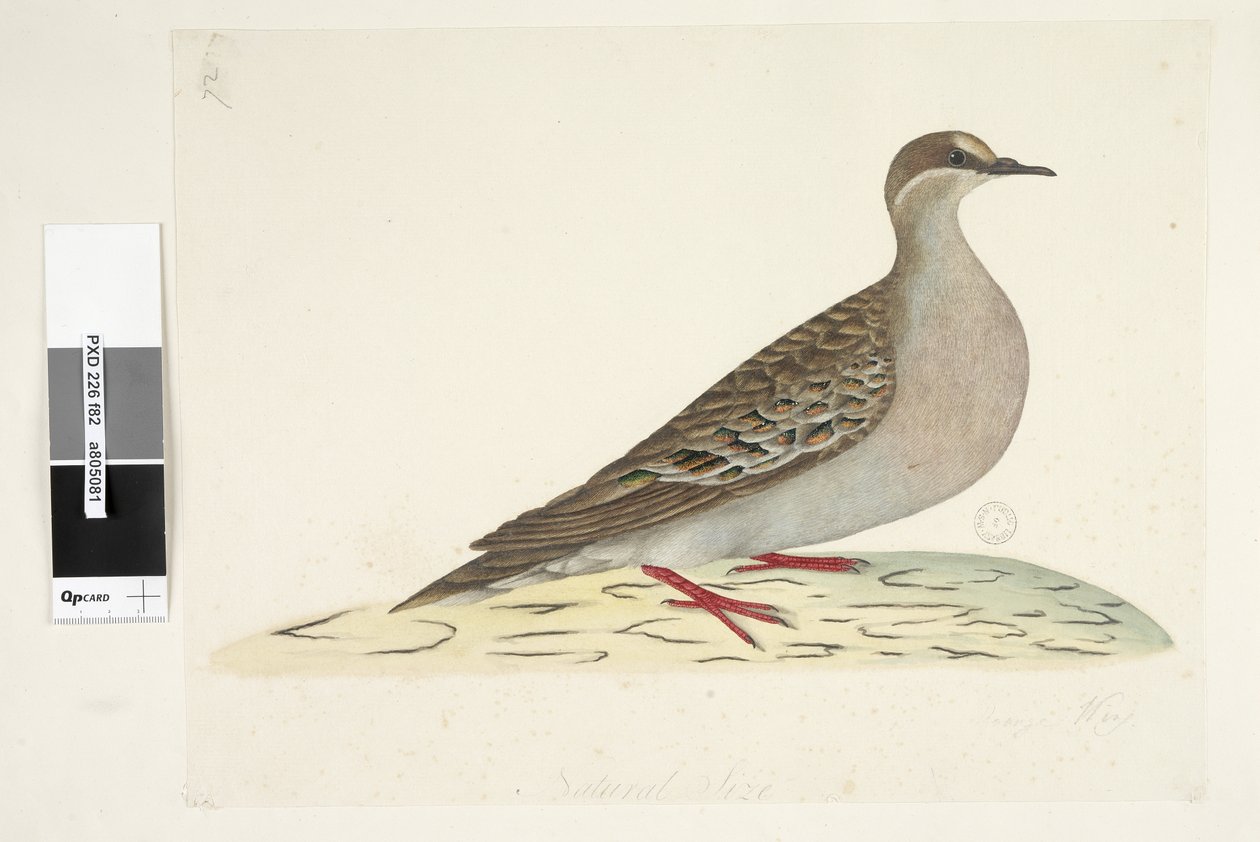 Página 82. Asa de Bronze. no centro inferior em mão diferente Tamanho natural Common Bronzewing Pigeon Phaps chalcoptera, 1791-92 de Unknown artist