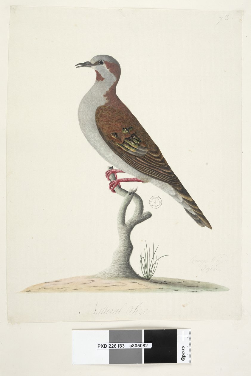Página 83. Pombo com asas de bronze. na parte inferior central em mão diferente Tamanho natural Brush Bronzewing Pigeon Phaps elegans, 1791-92 de Unknown artist