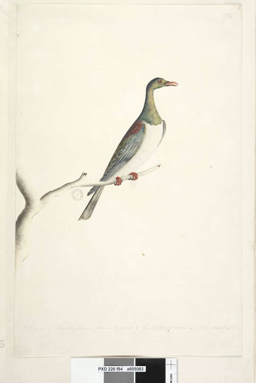 Página 84. Pidgeon da Ilha Norfolk desenhada à escala de 1-2 do tamanho natural. Iris duvidosa Ilha Norfolk Pombo Hemiphaga novaeseelandiae spadicea, 1791-92 de Unknown artist